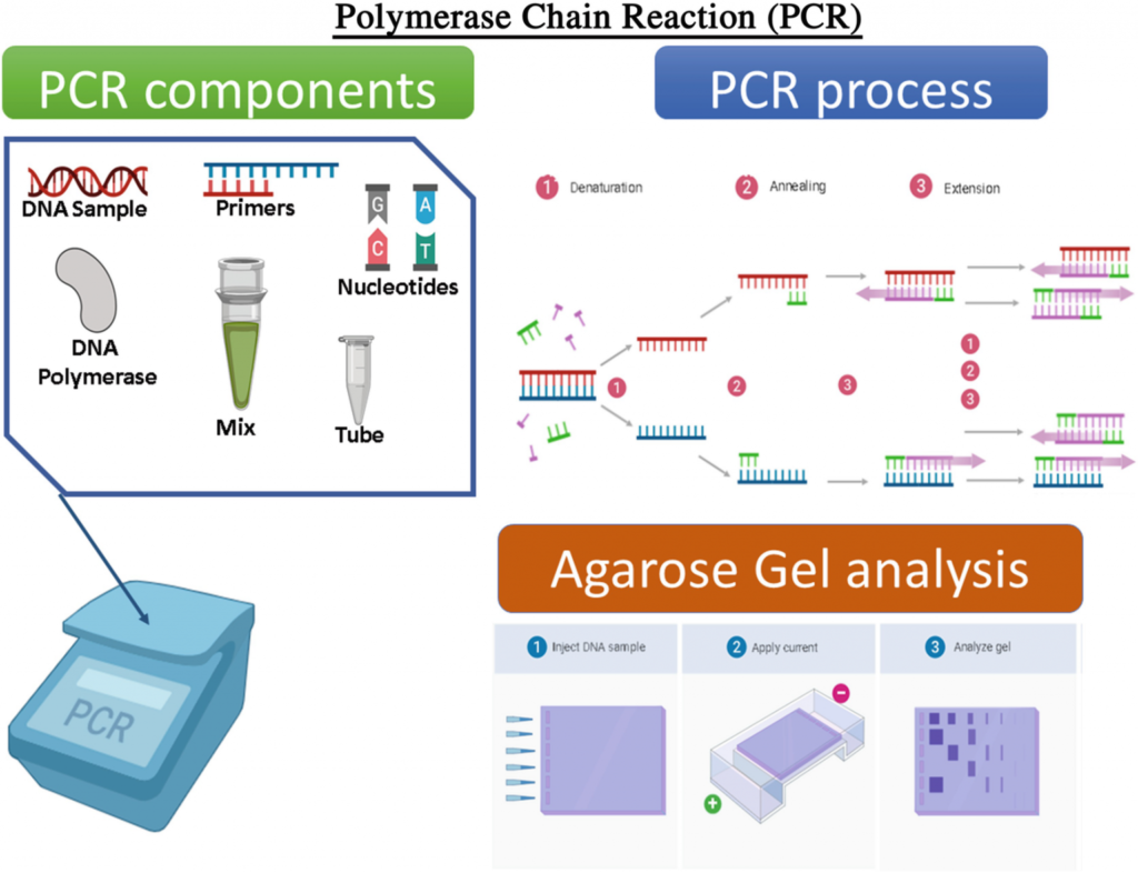 واکنش زنجیره ای پلیمراز (PCR)